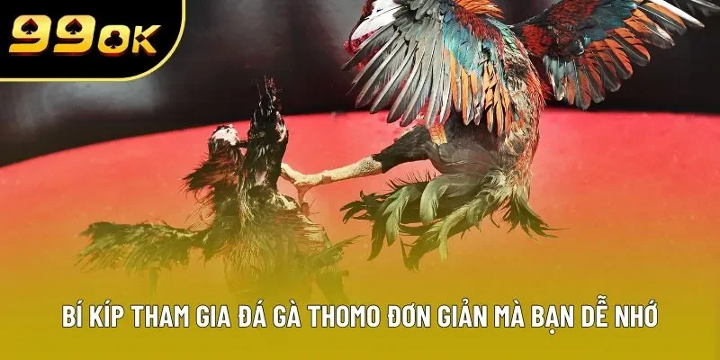Bí kíp tham gia đá gà Thomo đơn giản mà bạn dễ nhớ Bí kíp tham gia đá gà Thomo đơn giản mà bạn dễ nhớ