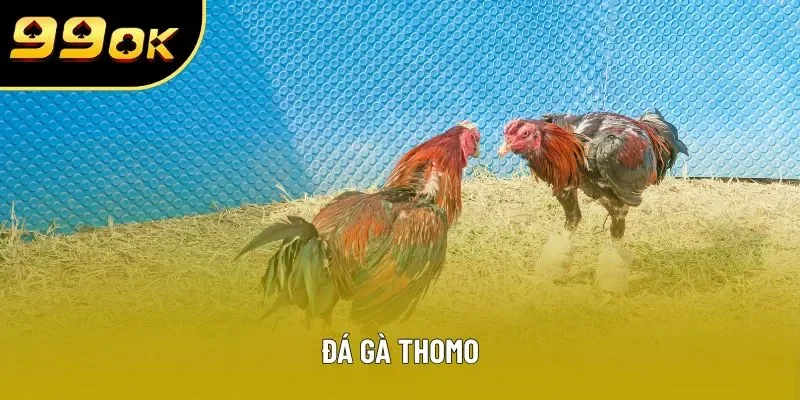 Đá Gà Thomo - Chia Sẻ Kinh Nghiệm Chuẩn Cho Kê Thủ